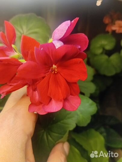 Пеларгония