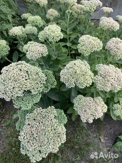 Очиток садовый