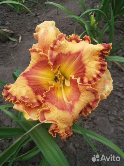 Лилейники сортовые