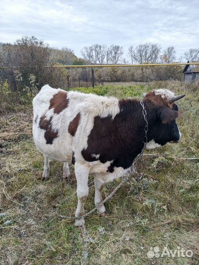 Быки и телки