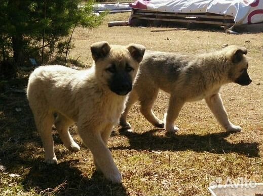 Подарю малыша