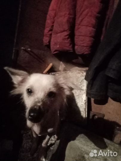 Китайская хохлатая собака