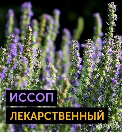 Иссоп лекарственный