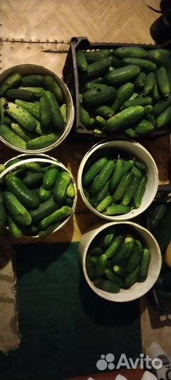 Огурцы домашние