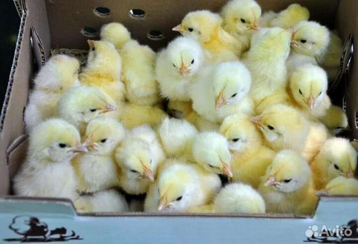 Цыплята бройлеров суточные и подросшие