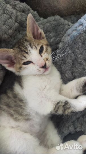 Котята Донской сфинкс