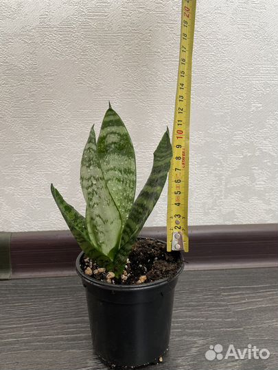 Сансиеверия