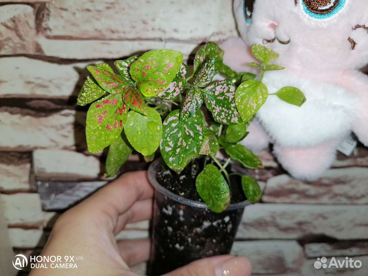 Гипоэстес красный+розовый мрамор 4 шт.в стаканчике