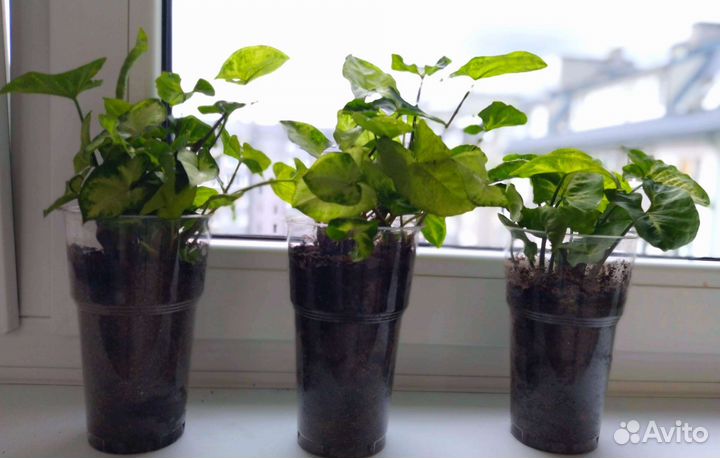 Сингониум пиксия