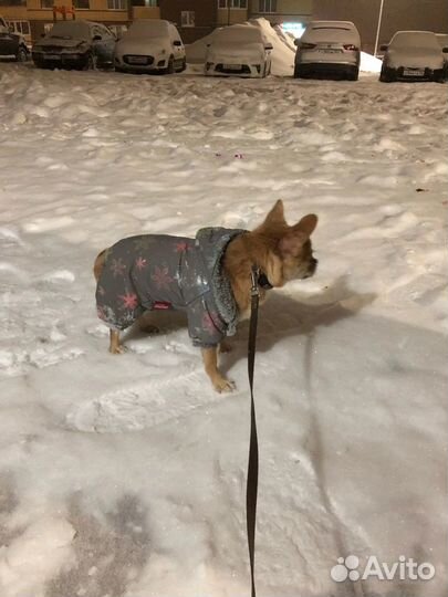 Теплая зимняя куртка для собак мелких пород