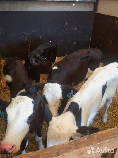 Телята с доставкой и выбором