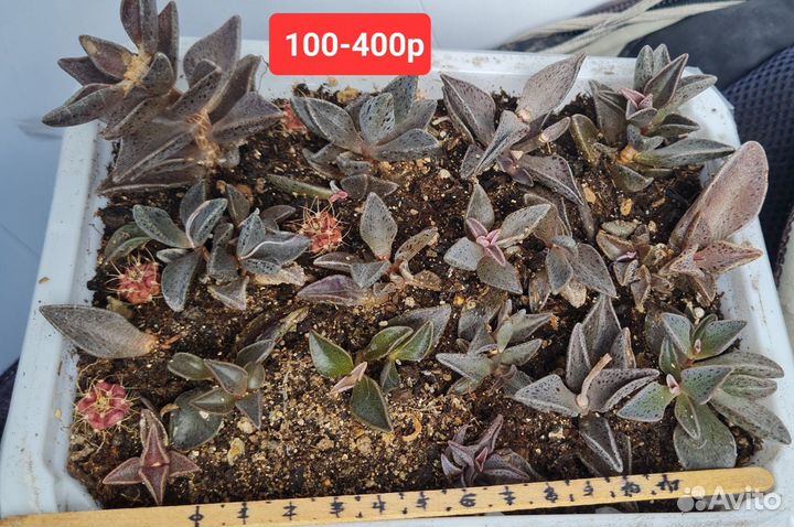 Ленофиллум