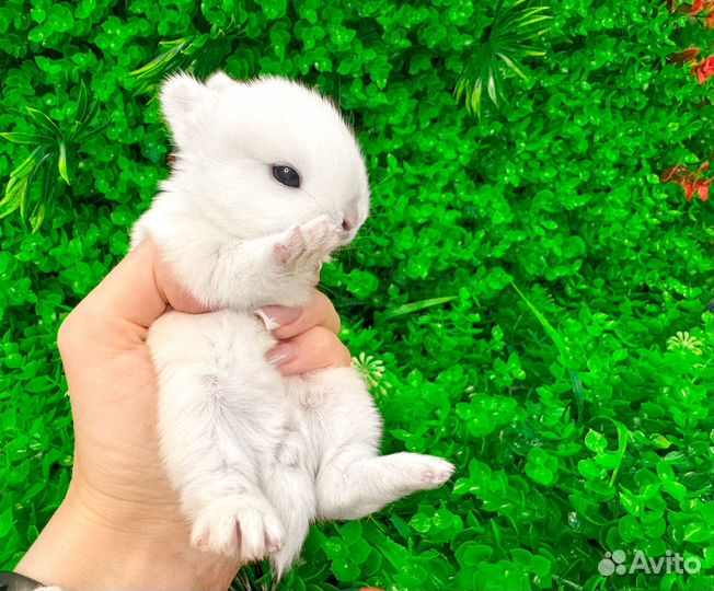Мини карликовый кролик - нежное чудо меньше ладони