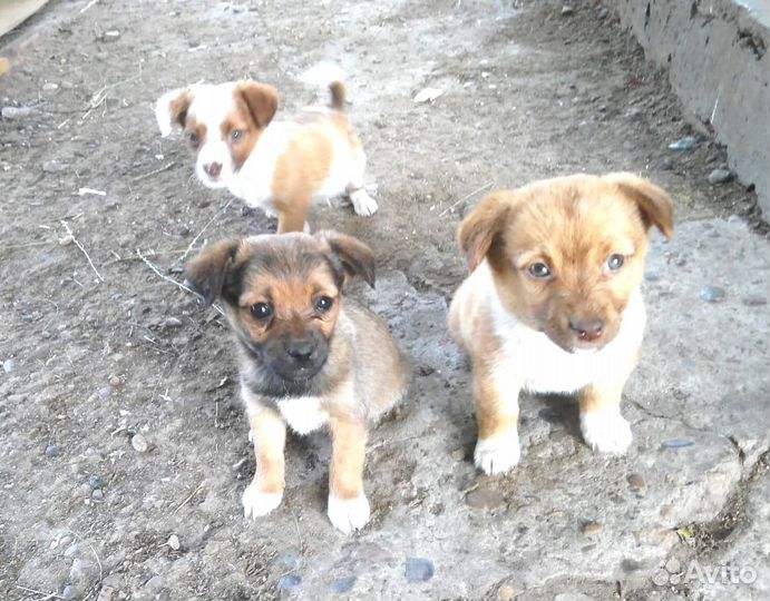 Щенки в добрые руки даром