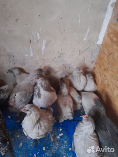 Плимутрок белый.Мехеленская кукушка белая петушки