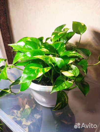 Интерьерные растения