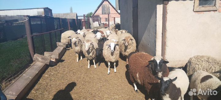 Барашки мясной породы