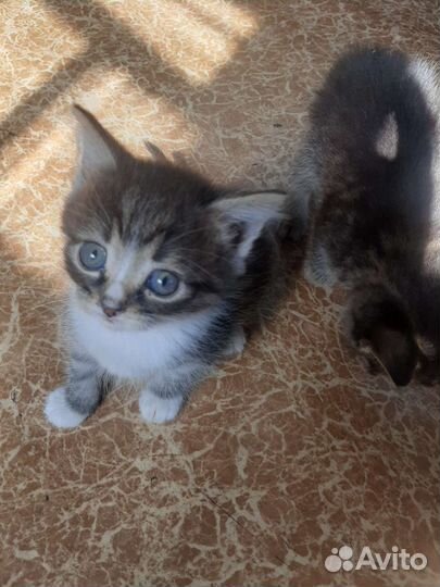 Котята