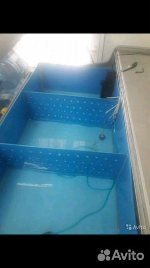 Выращиваниераков и рыбы в лотках из полипропилена