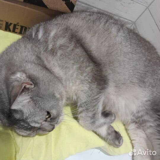 Передержка домашних животных