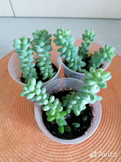 Очиток Моргана. Суккуленты