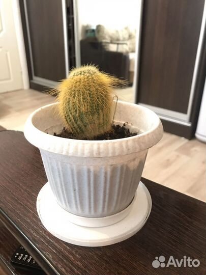 Кактус декоративный