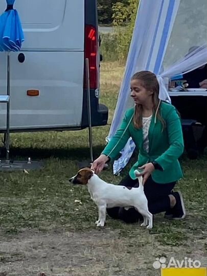 Джек Рассел терьер