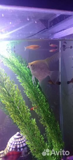 Рыбки скалярии