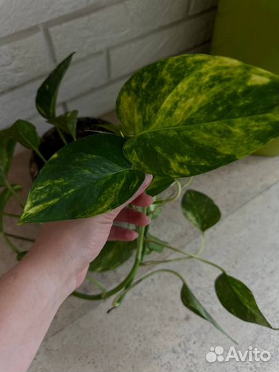 Цветы комнатные, сциндапсус, роули, монстера