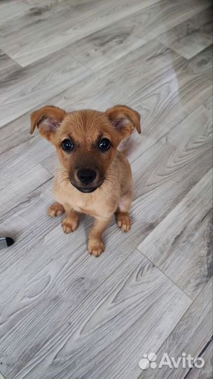 Щенок девочка в добрые руки