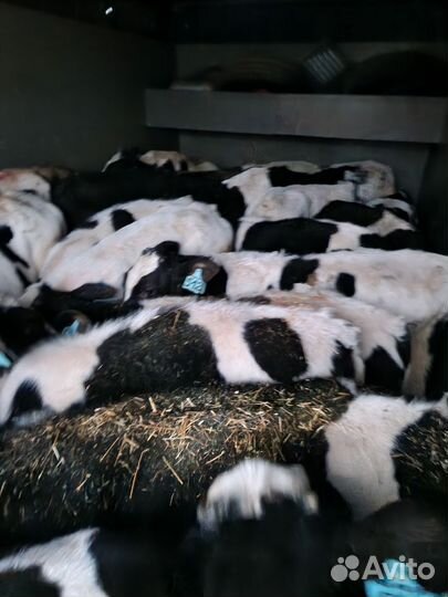 Телята бычки