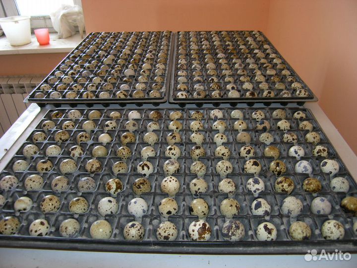 Инкубационное яйцо перепелов