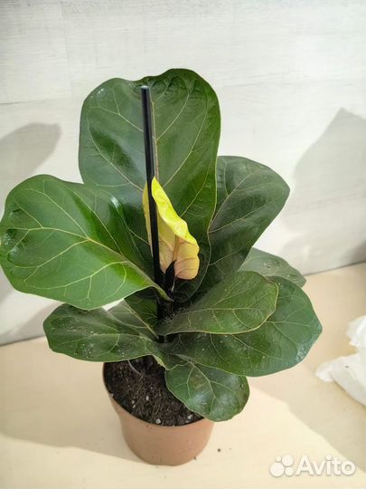 Комнатные цветы