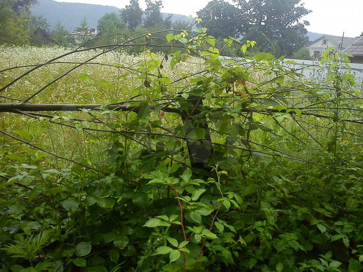 Участок 8 сот. (ИЖС)