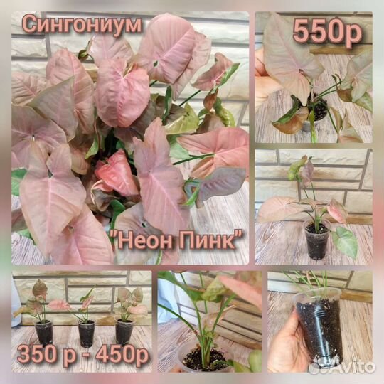 Сингониумы сортовые. Комнатные растения