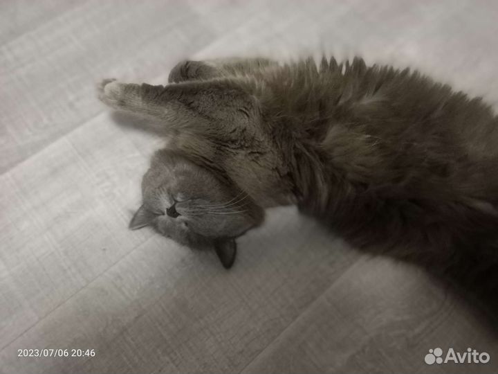 Кошка в дар бесплатно