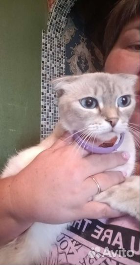 Кошка в дар бесплатно