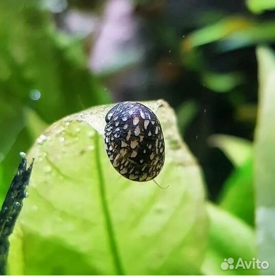 Теодоксус улитка