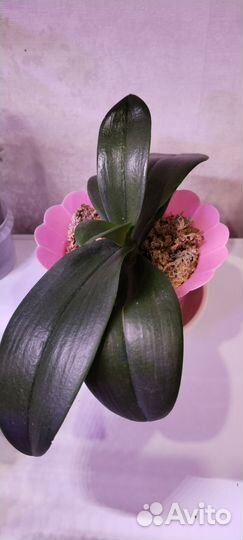 Орхидея фаленопсис