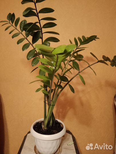 Замиокулькас