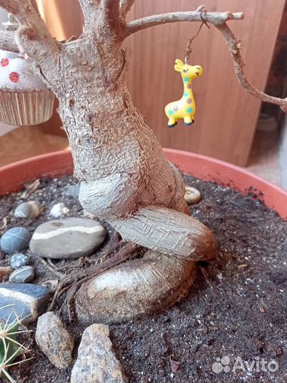 Фикус бансай