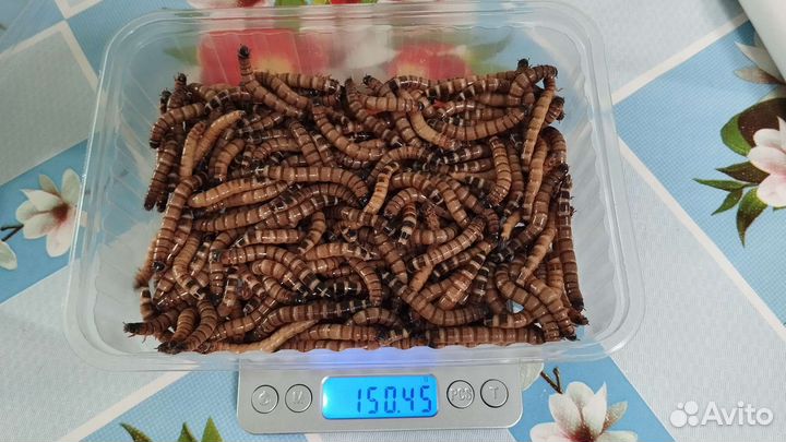 Зофобас живой корм 100 грамм