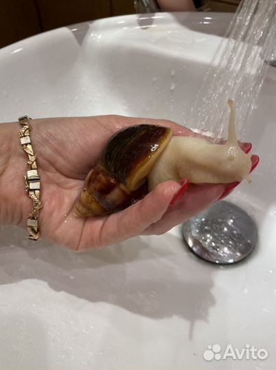 Улитки ахатины