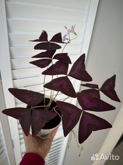 Кислица оксалис