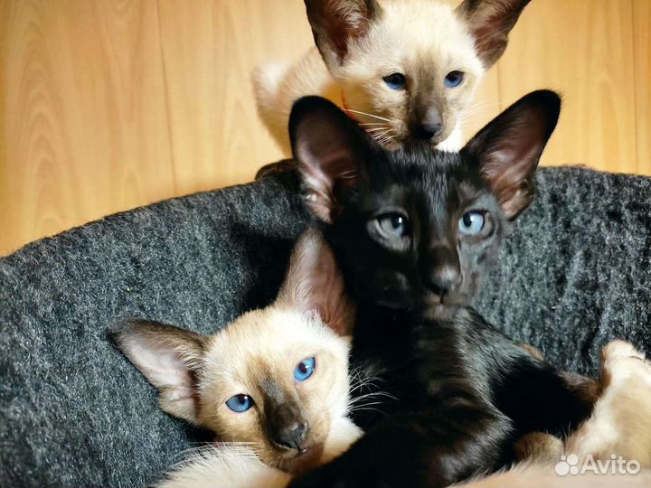 Ориентальные котята