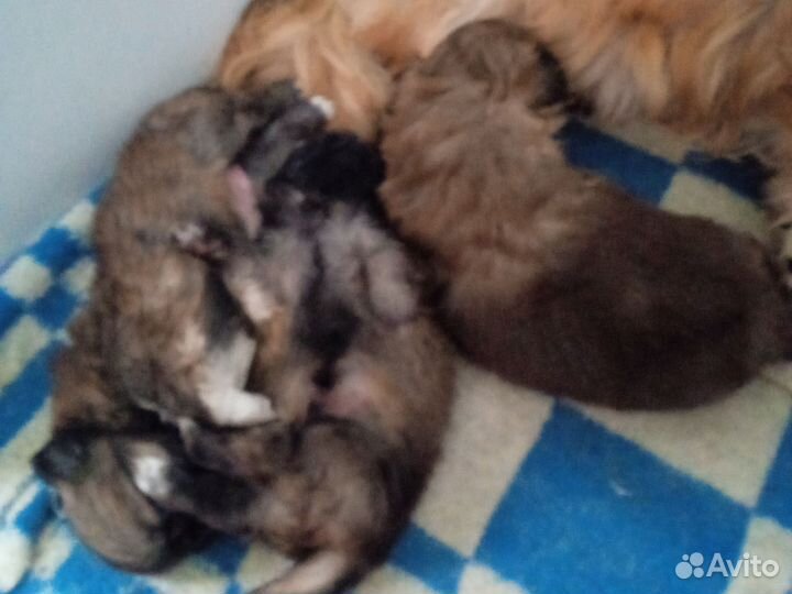 Щенки пекинеса