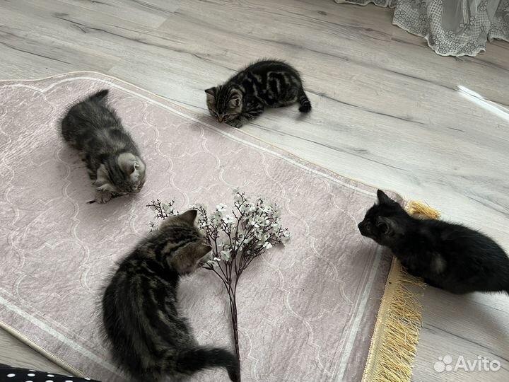 Котята в добрые руки даром бесплатно
