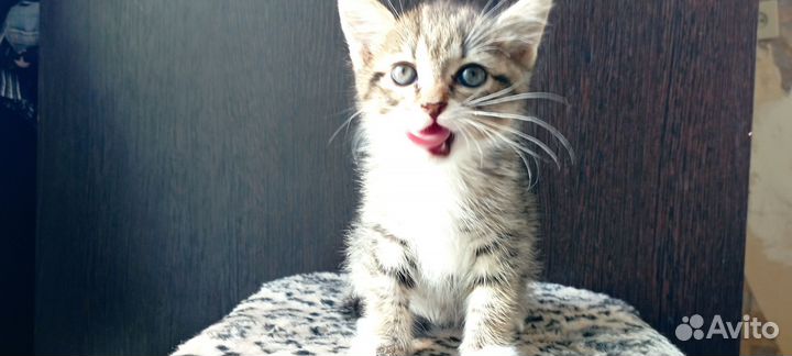 Британская девочка котенок