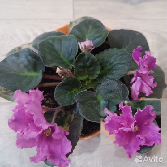 Фиалка сортовая