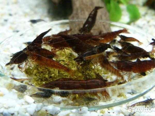 Аквариумные 